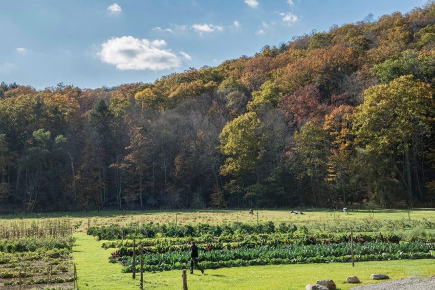Lush green garden with crops in front of a hillside covered in colorful autumn trees under a blue sky with clouds.