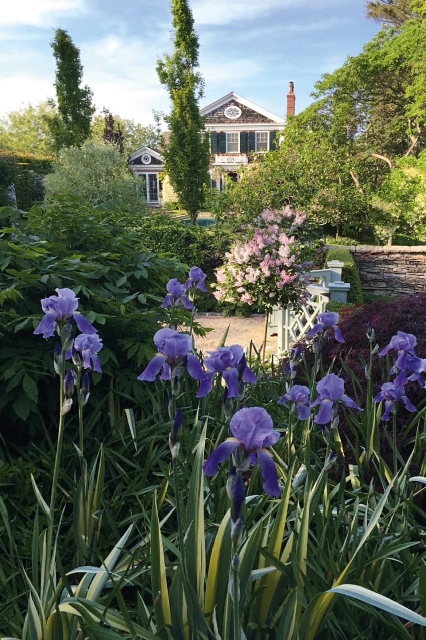 Garden with purple irises in foreground, house with chimney and trees in background under a blue sky.