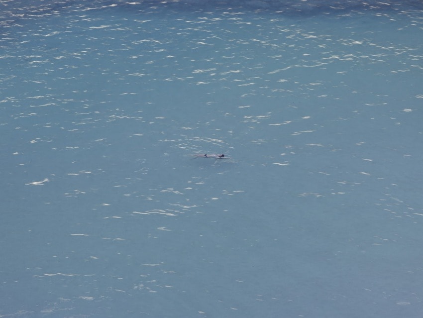 Aerial view of a lone swimmer in a vast expanse of blue ocean, surrounded by gentle waves and sparkling sunlight.