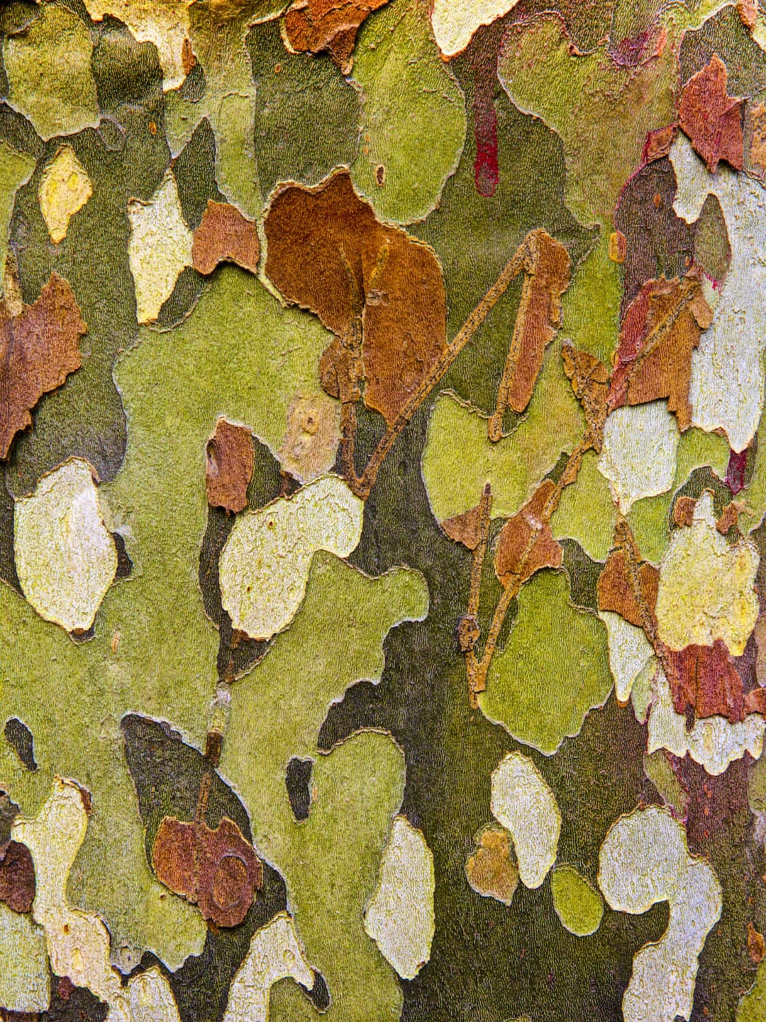 Colorful, peeling bark of a tree creating a natural abstract pattern with green, brown, and yellow tones.