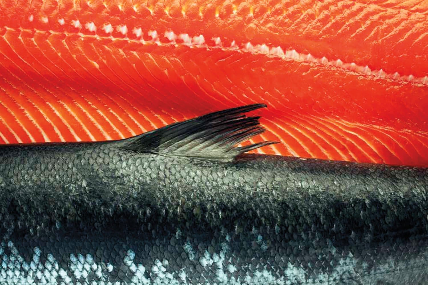 Close-up of salmon skin and vibrant orange flesh, highlighting texture and color contrast.