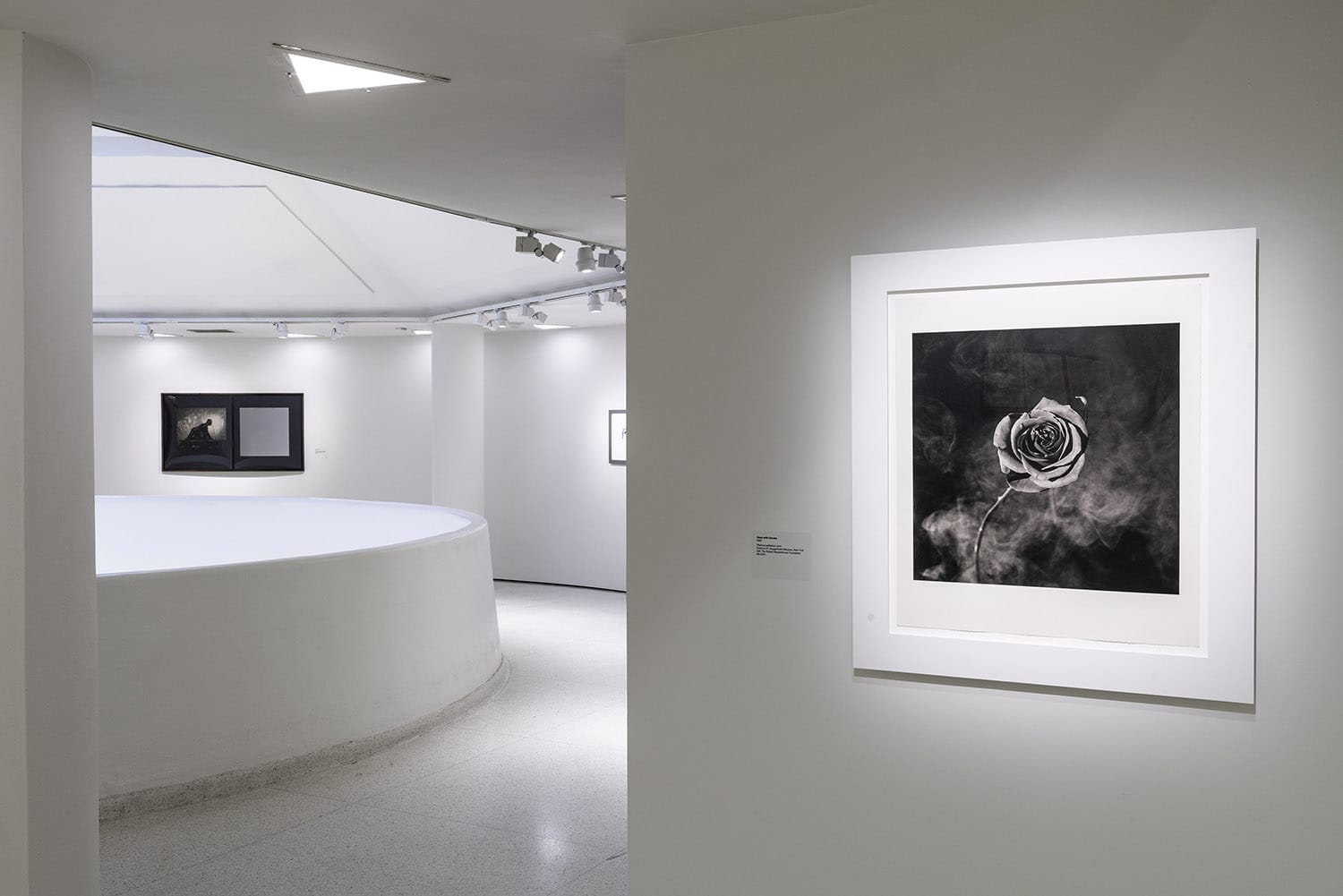 Art gallery interior with framed black and white photograph of a rose on display, curved walls, and soft lighting.