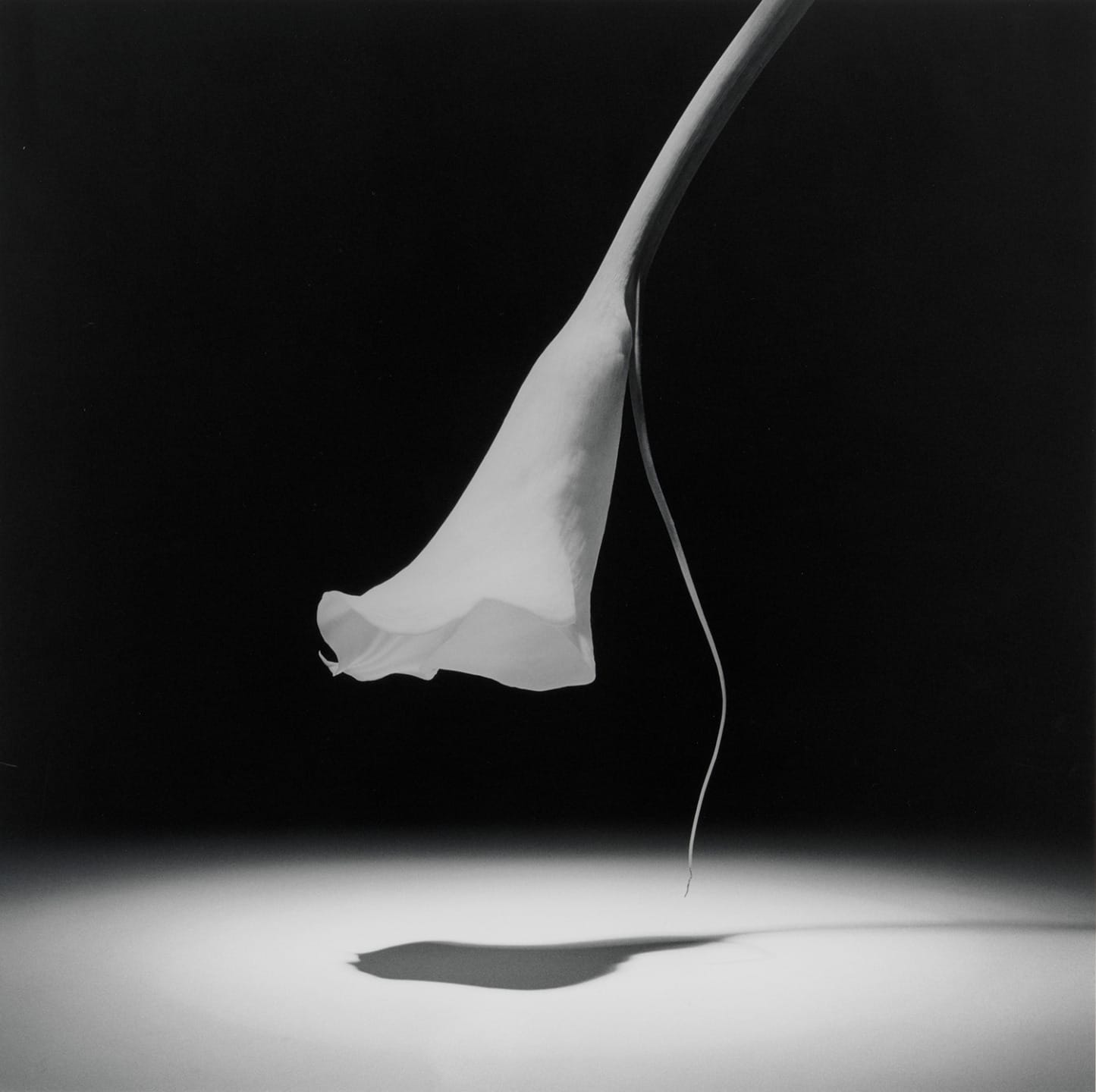 Black and white photo of a single calla lily with its shadow on a smooth surface against a dark background.