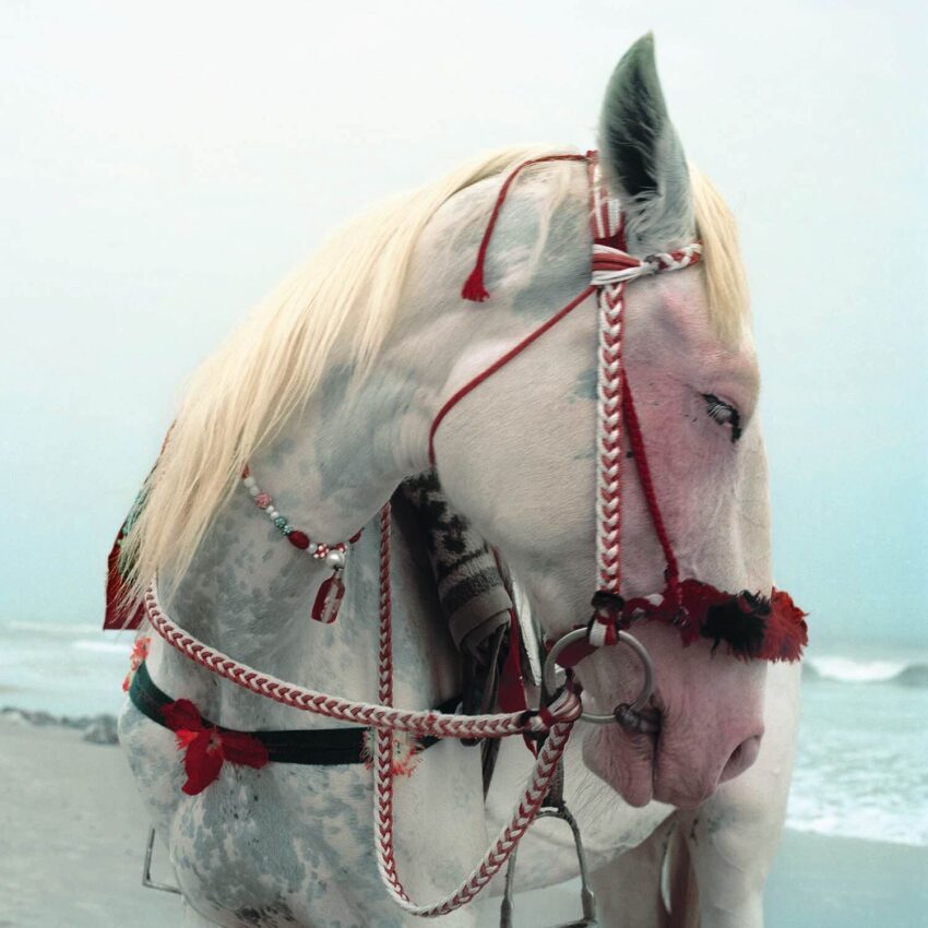 White horse with red and white bridle standing near the beach looking to the side.