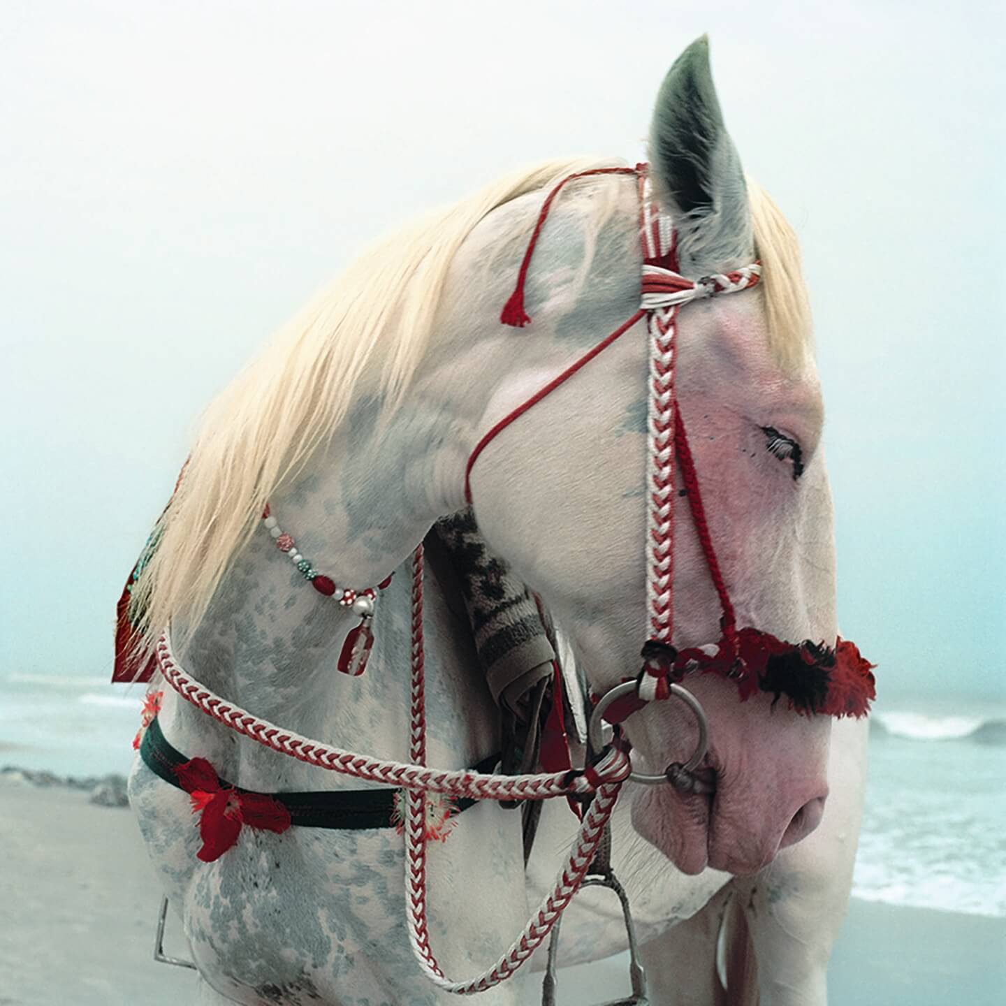 White horse with decorative bridle and harness standing on a beach with ocean in the background.