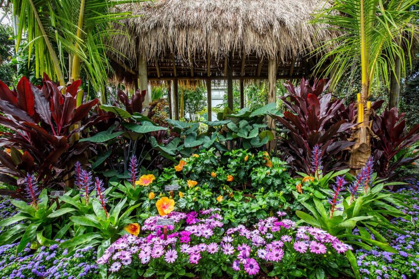 Tropical garden with a thatched-roof hut surrounded by colorful flowers and lush green plants.
