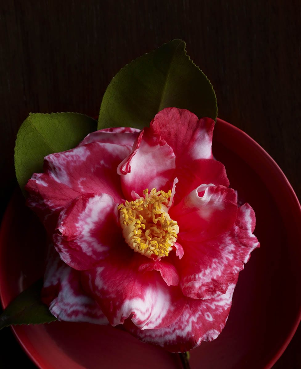 Pink and white camellia flower with a yellow center placed in a red bowl against a dark background.