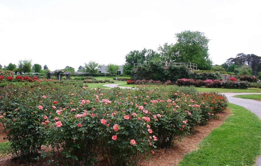 Garden path surrounded by vibrant rose bushes and lush greenery under a clear sky.