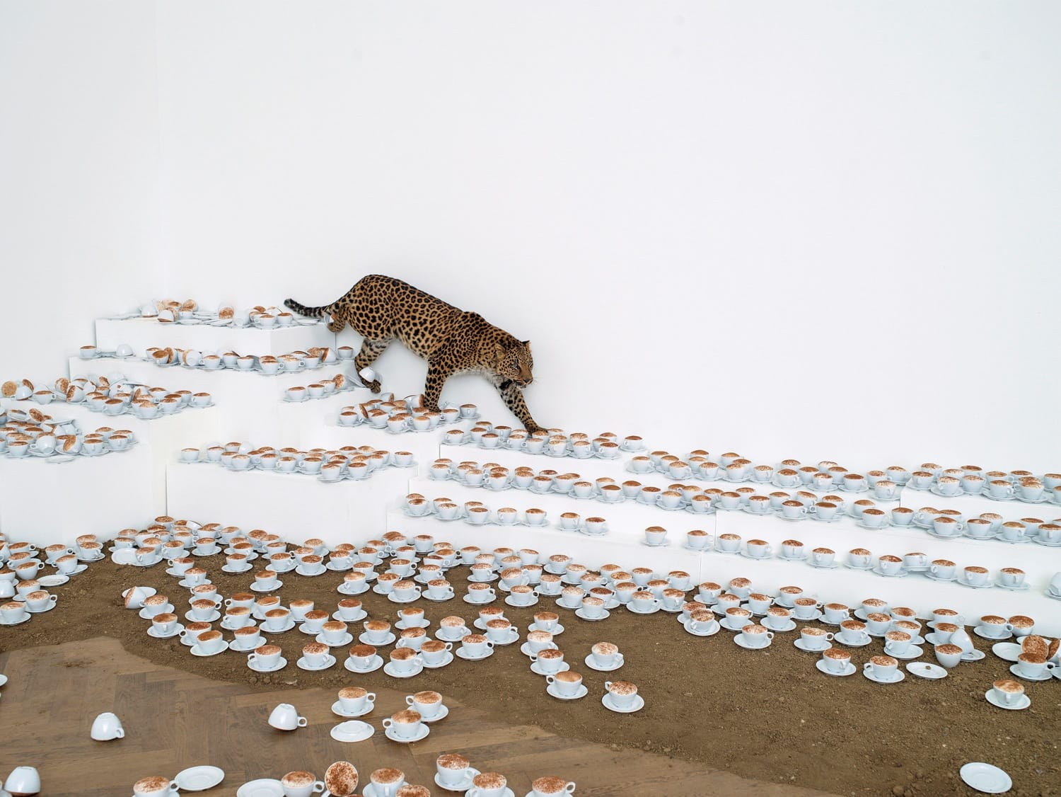 Leopard walking on staircase surrounded by numerous white cups and saucers in an art installation.