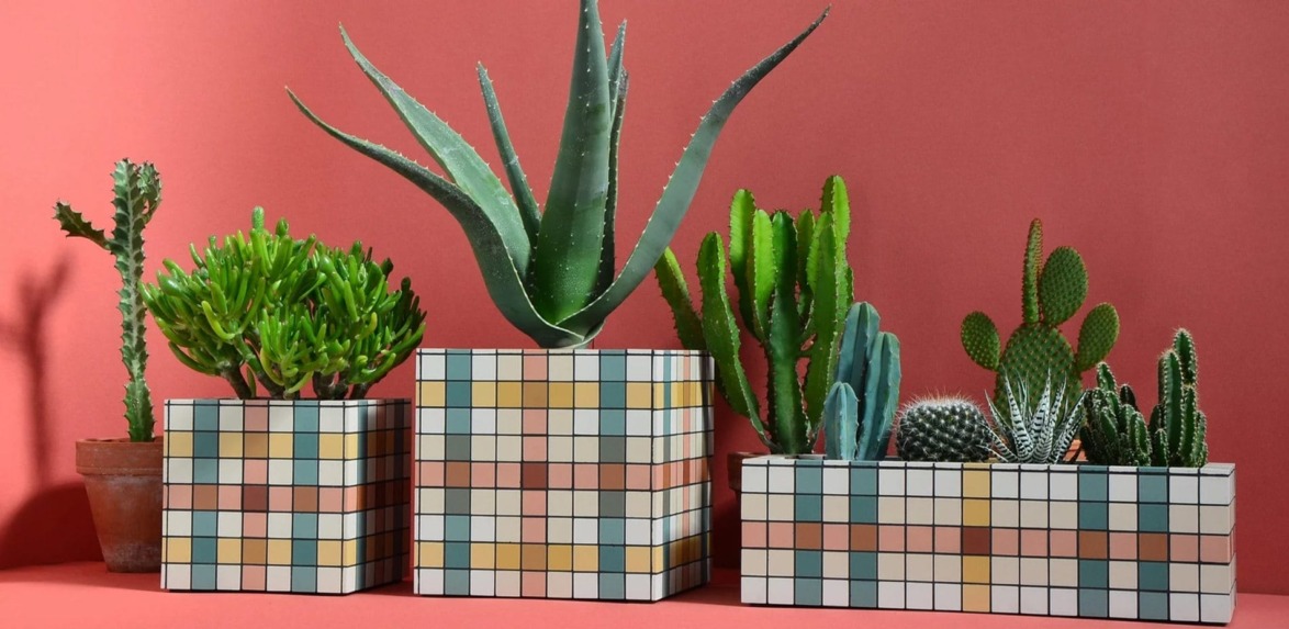 Five potted succulents on a warm red background, each in a geometric, colorful planter.