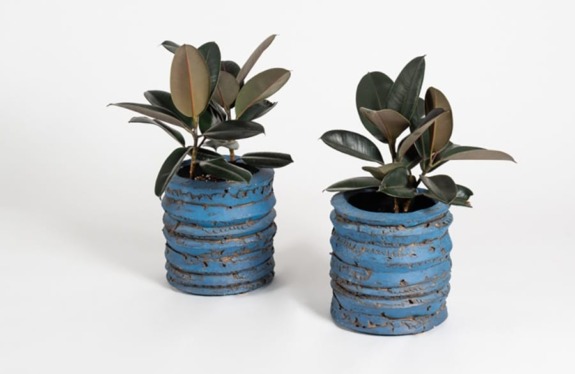 Two rubber plants in textured blue pots on a white background.