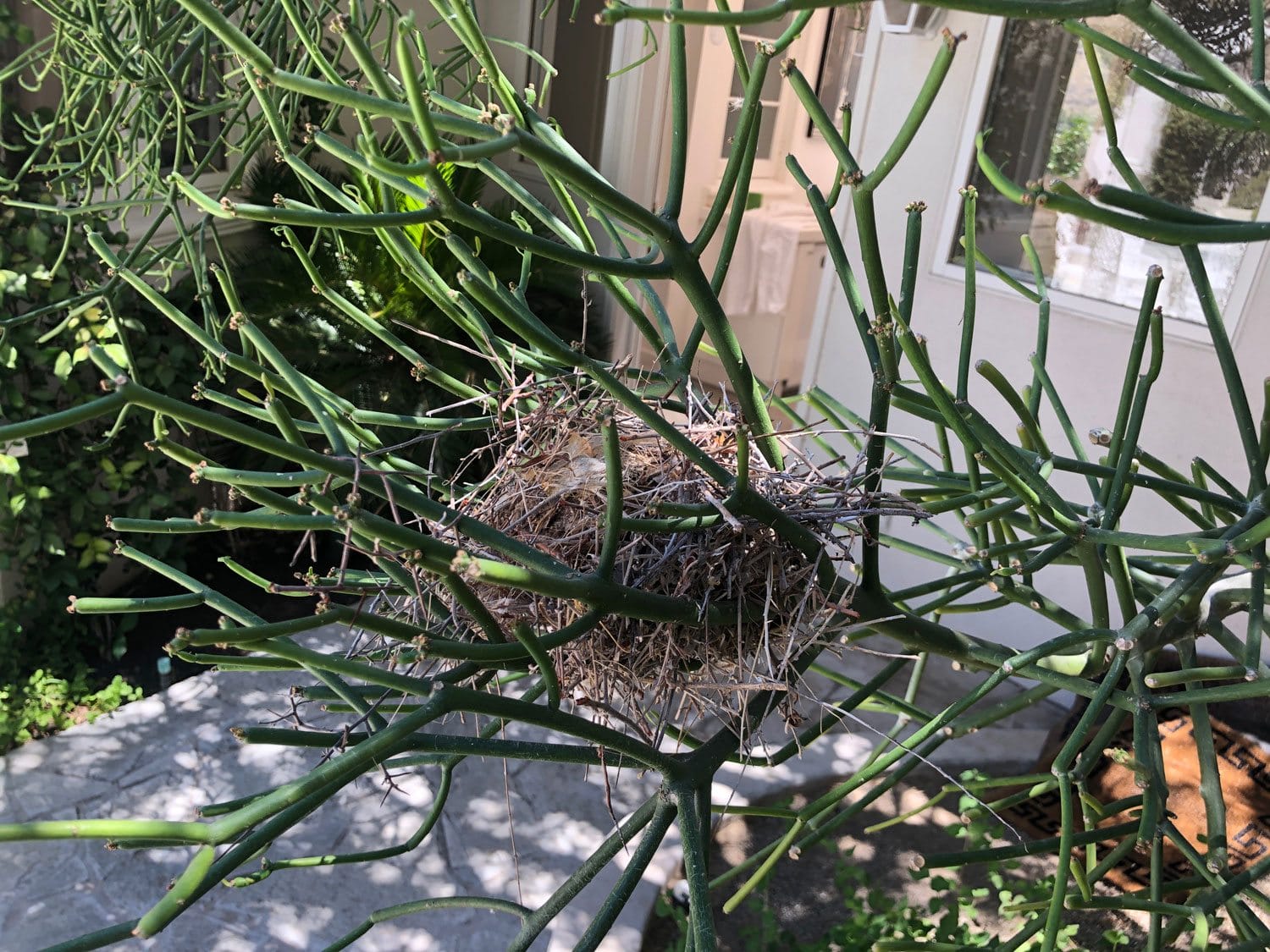 Bird's nest nestled in a tangle of leafless, green branches with a building in the background.