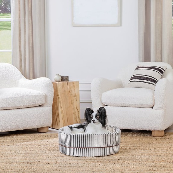 Small black and white dog sitting in a striped bed between two white armchairs in a bright room with neutral decor.
