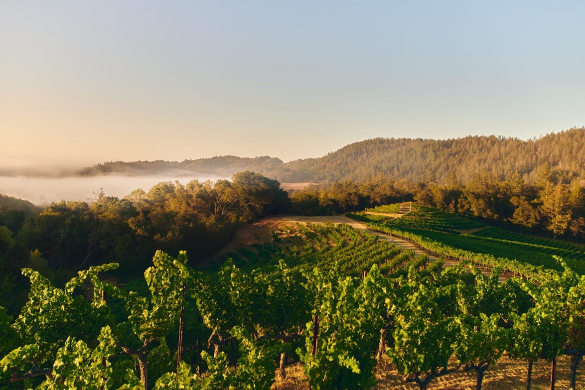 Aerial view of sunlit vineyard and misty hills under a clear sky in a tranquil countryside setting.