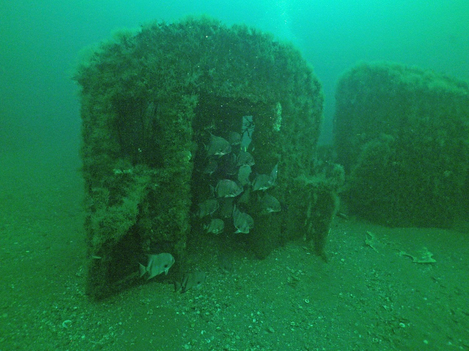 Underwater shipwreck covered in algae with a school of fish swimming through the open structures in murky green water.
