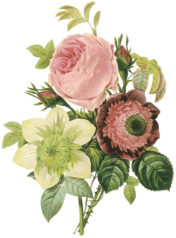 Vintage botanical illustration of pink rose, burgundy dahlia, and green hellebore with detailed leaves and buds.