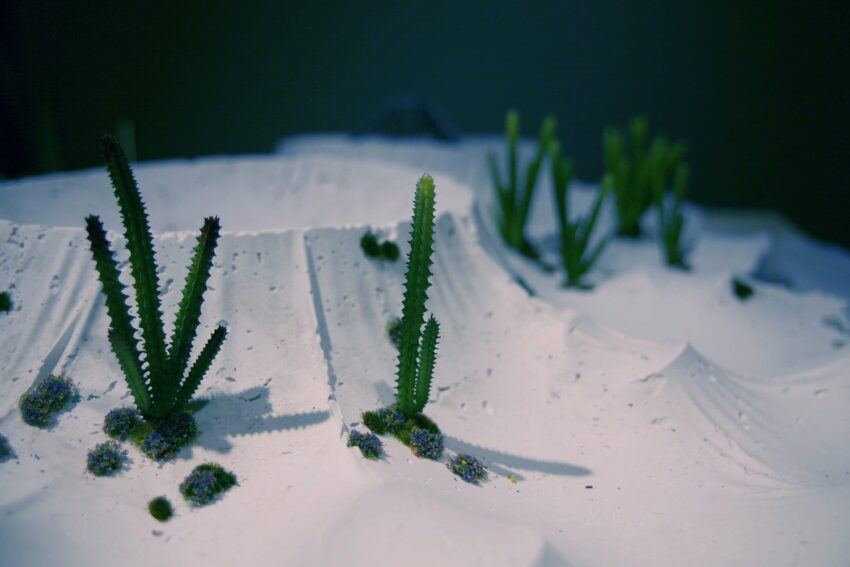 Green desert plants rising from white sand, casting shadows on a textured landscape under dim lighting.