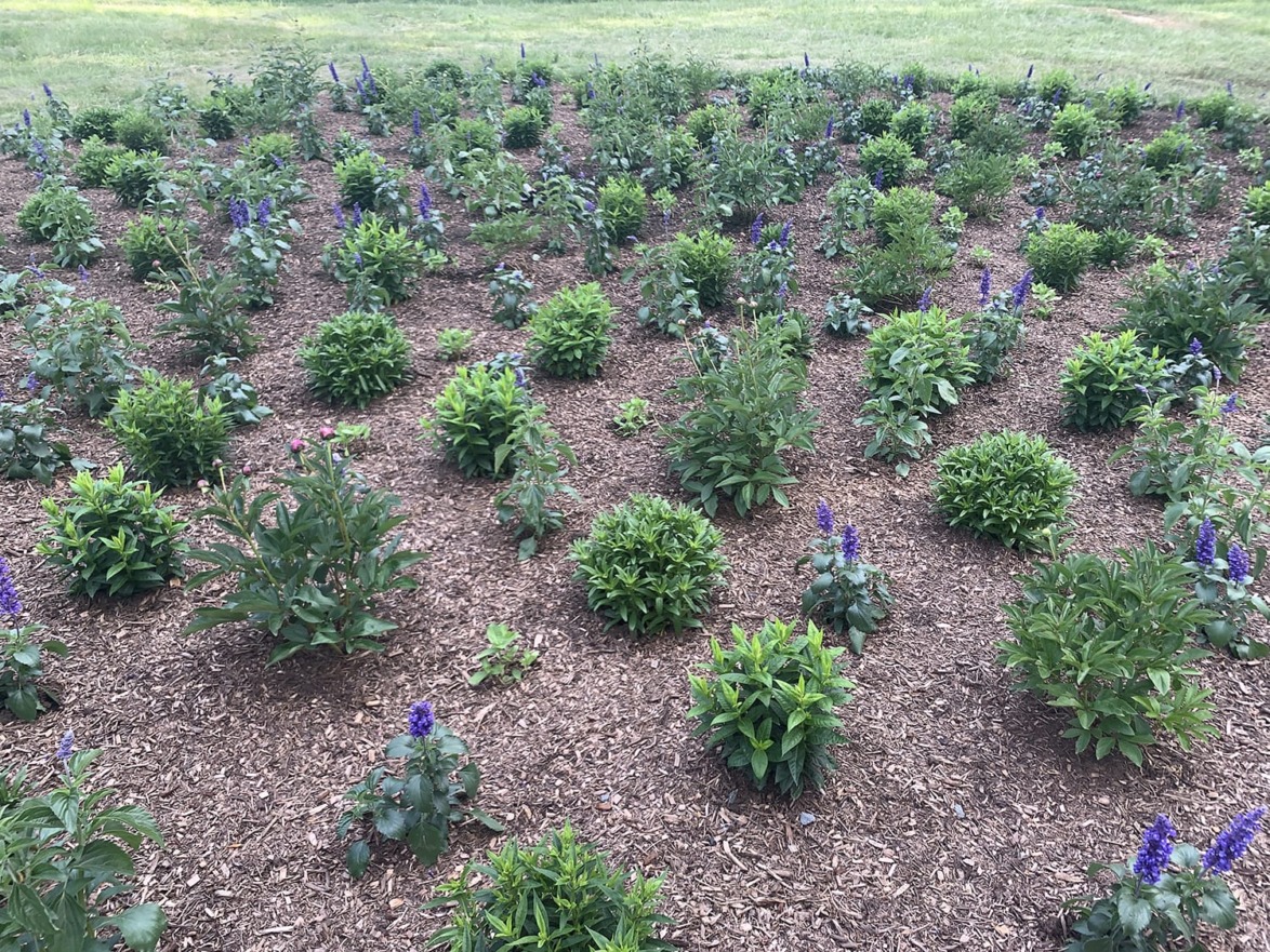 Garden bed with flowering plants, purple blooms, and green shrubs in a mulched area.