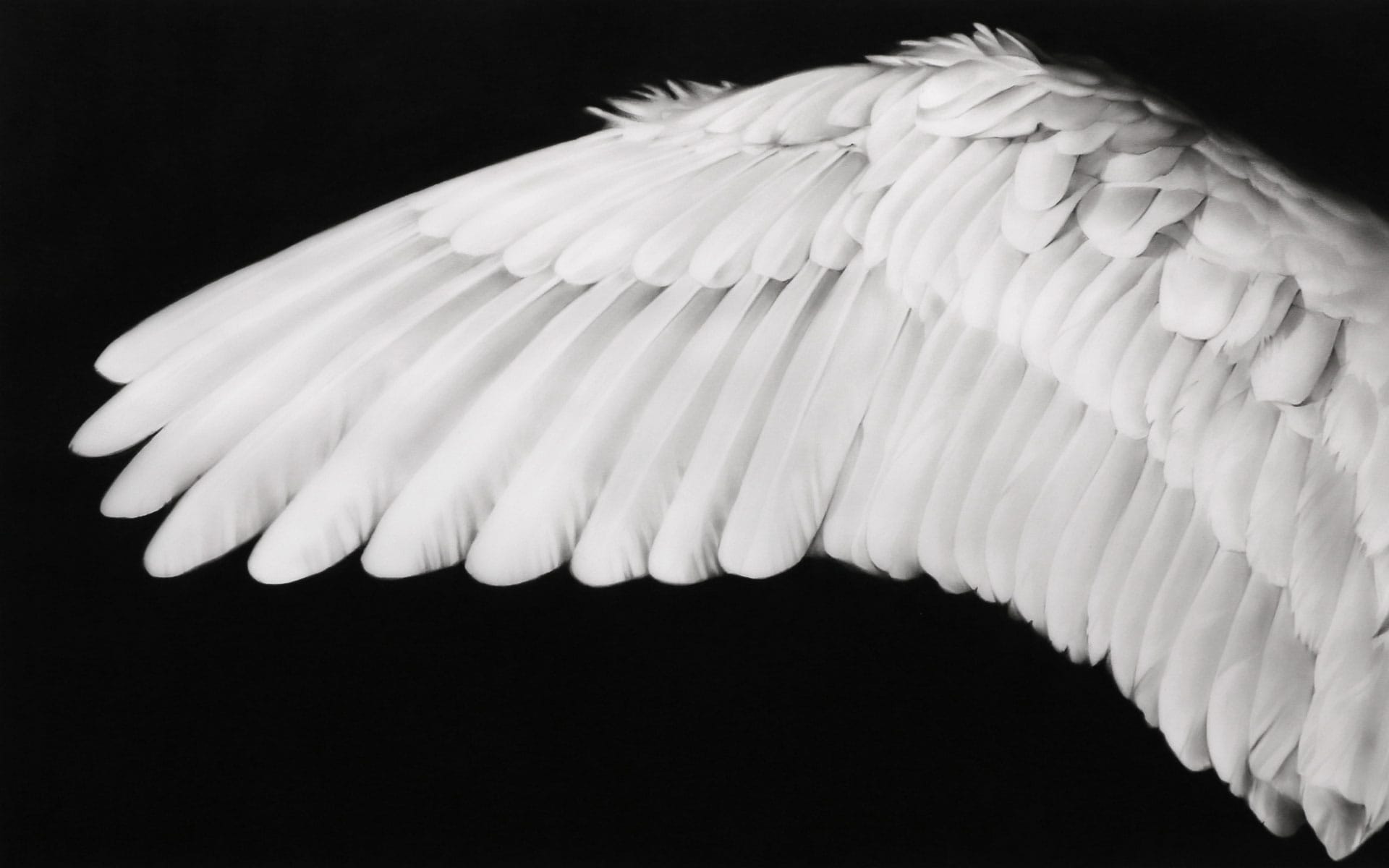 Close-up of a white angel wing with detailed feathers against a dark background.