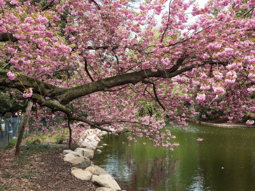 Cherry blossoms in full bloom overhanging a calm pond with rocks lining the water's edge.
