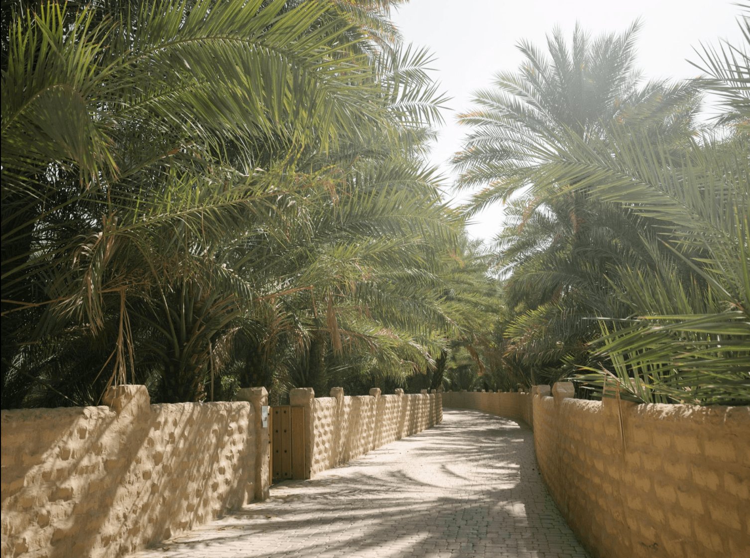 Pathway surrounded by lush palm trees on a sunny day, creating a serene and tropical atmosphere.