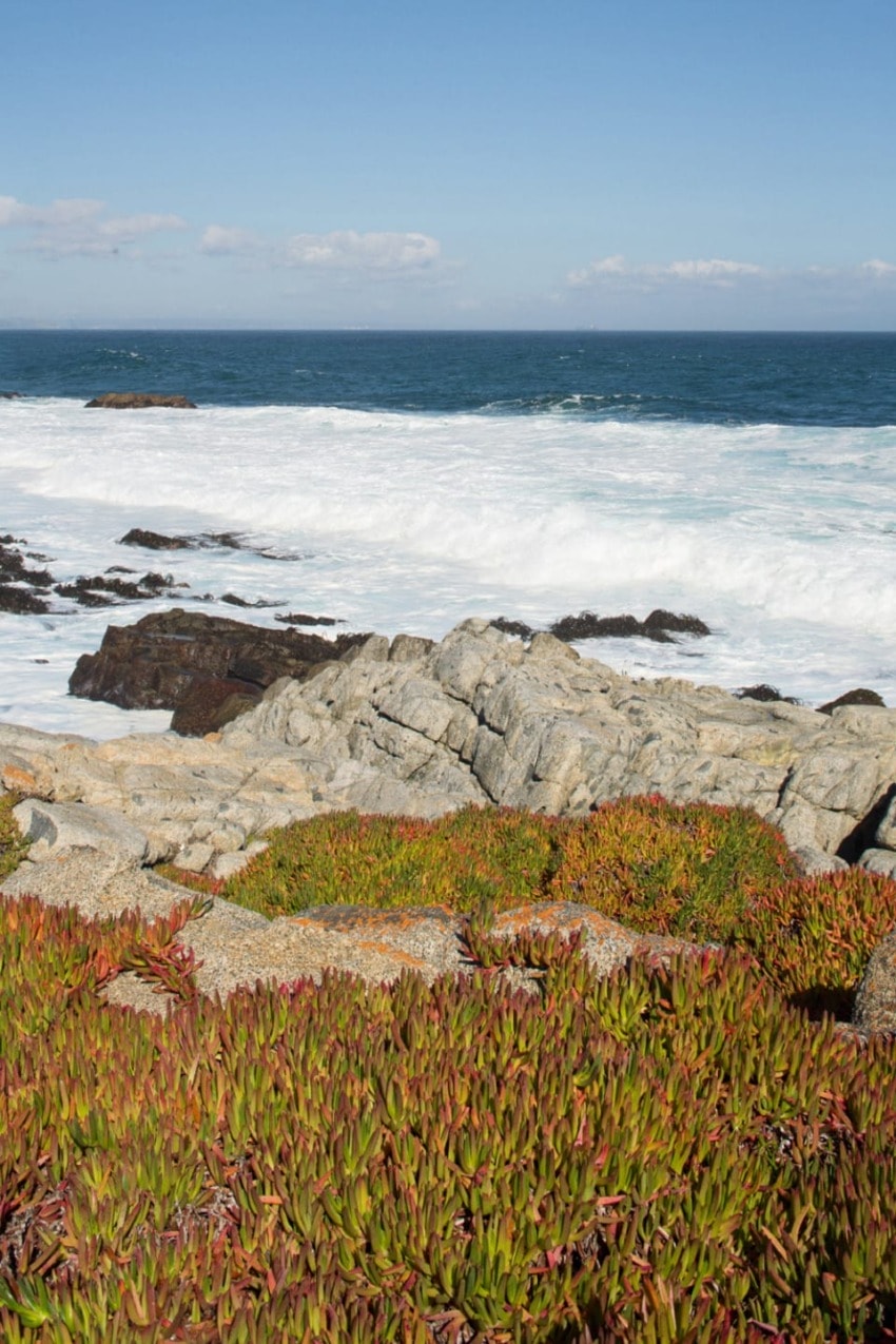 Coastal landscape with rocky shoreline, colorful succulents in the foreground, and waves crashing under a clear blue sky.