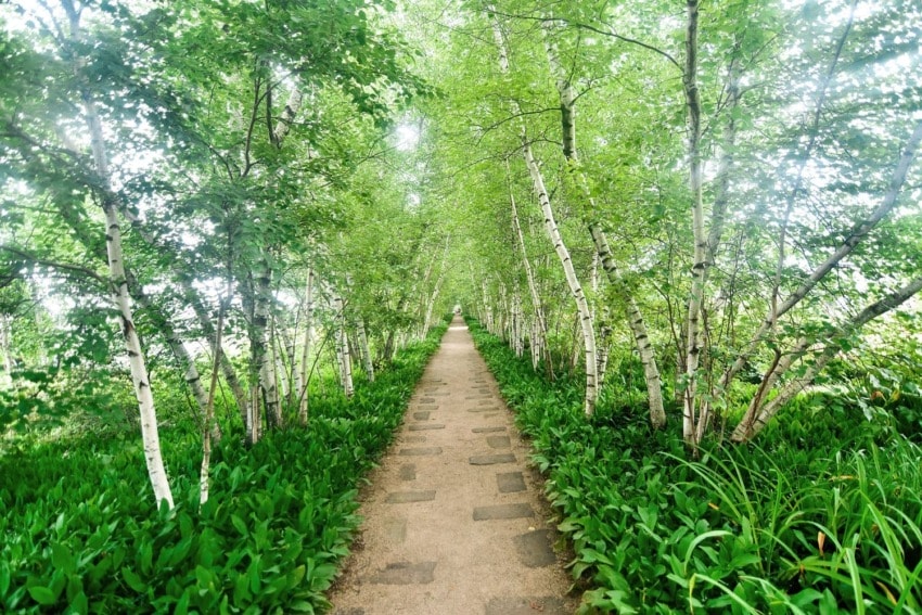 Pathway through a lush green forest with tall trees and dense foliage, creating a serene and natural setting.