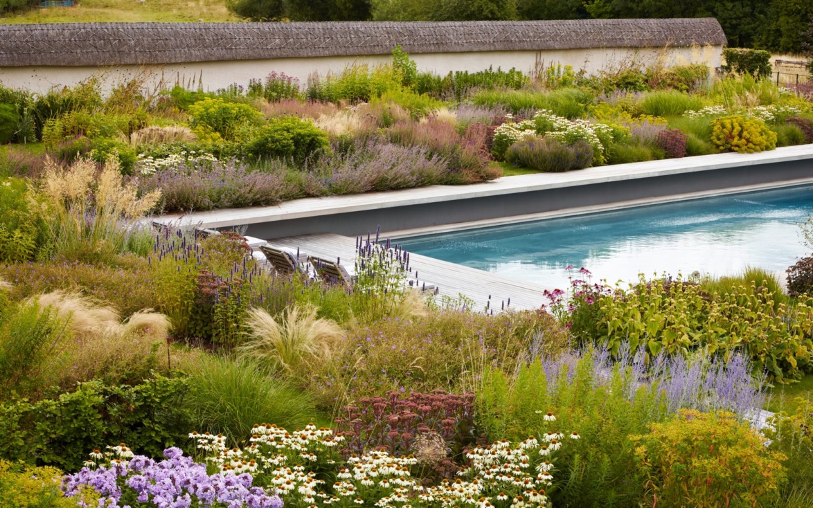 Lush garden surrounding a modern rectangular pool with vibrant flowers and greenery on a sunny day.