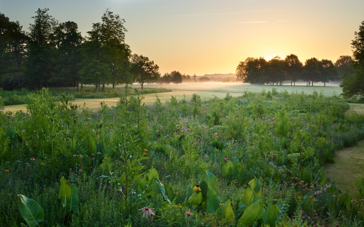 Sunrise over a tranquil meadow with wildflowers and trees in the distance, creating a serene and peaceful landscape.