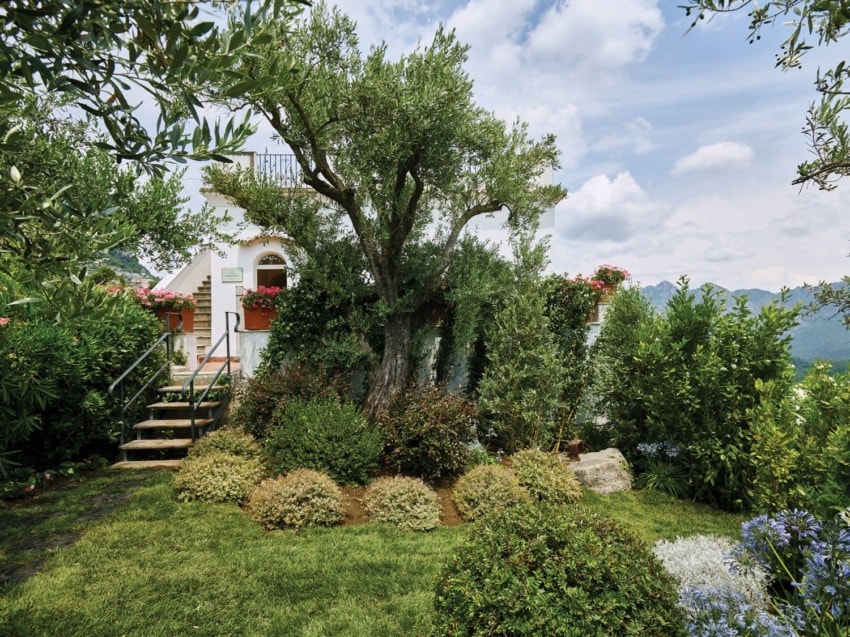 Mediterranean garden with olive trees and a white house in the background, surrounded by lush greenery and colorful flowers.