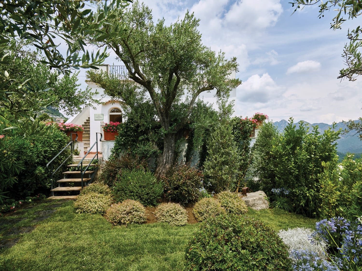 Lush garden with a large olive tree, surrounded by shrubs and flowers, beside a white house under a partly cloudy sky.
