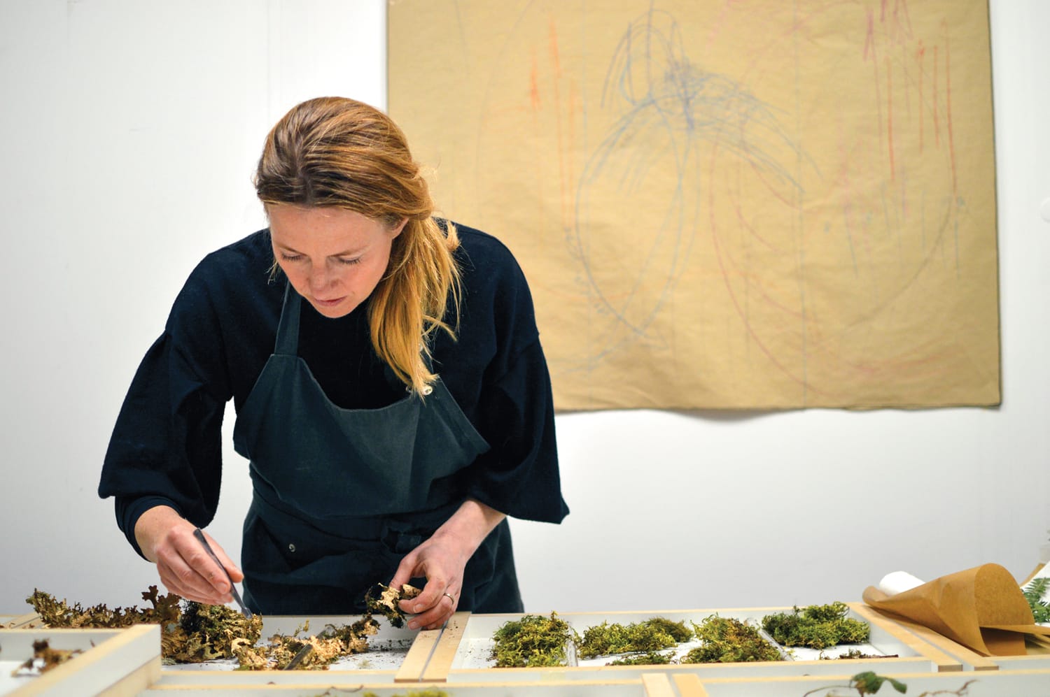 Person arranging moss samples on a table, wearing an apron, with a large drawing in the background.