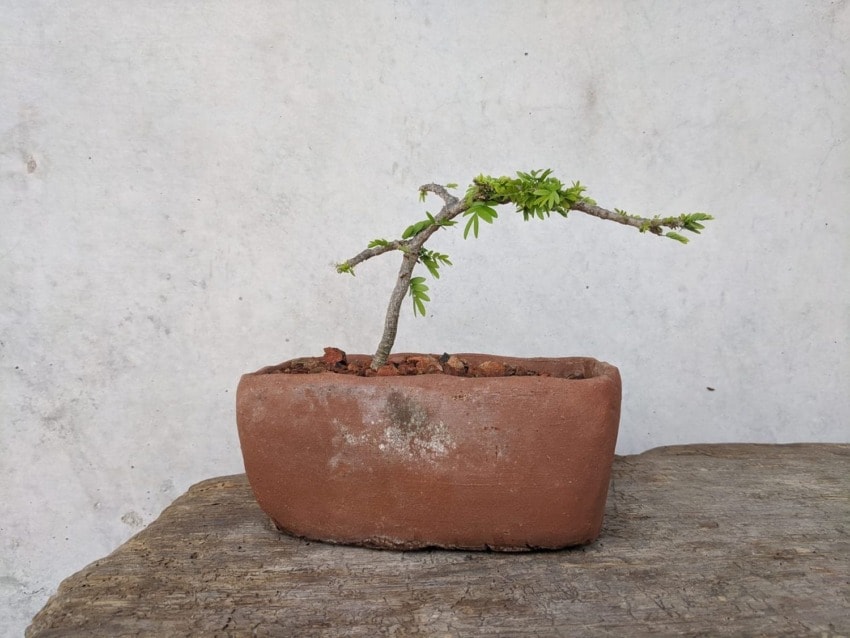 Bonsai tree with green leaves in a rectangular terracotta pot on a wooden surface against a plain background.