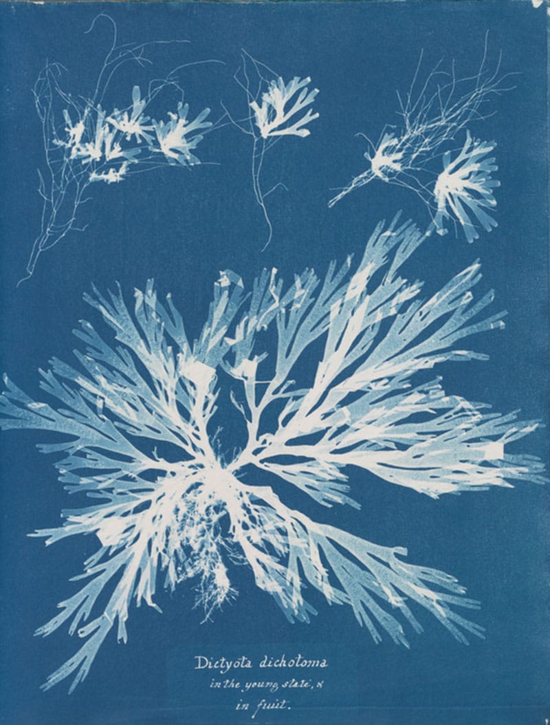 Cyanotype print of Dictyota dichotoma seaweed showcasing detailed branches in a vibrant blue background.
