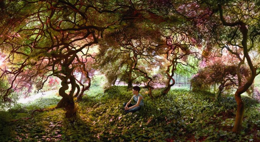 Person meditating under twisted, magical trees in a vibrant, dreamlike forest setting.