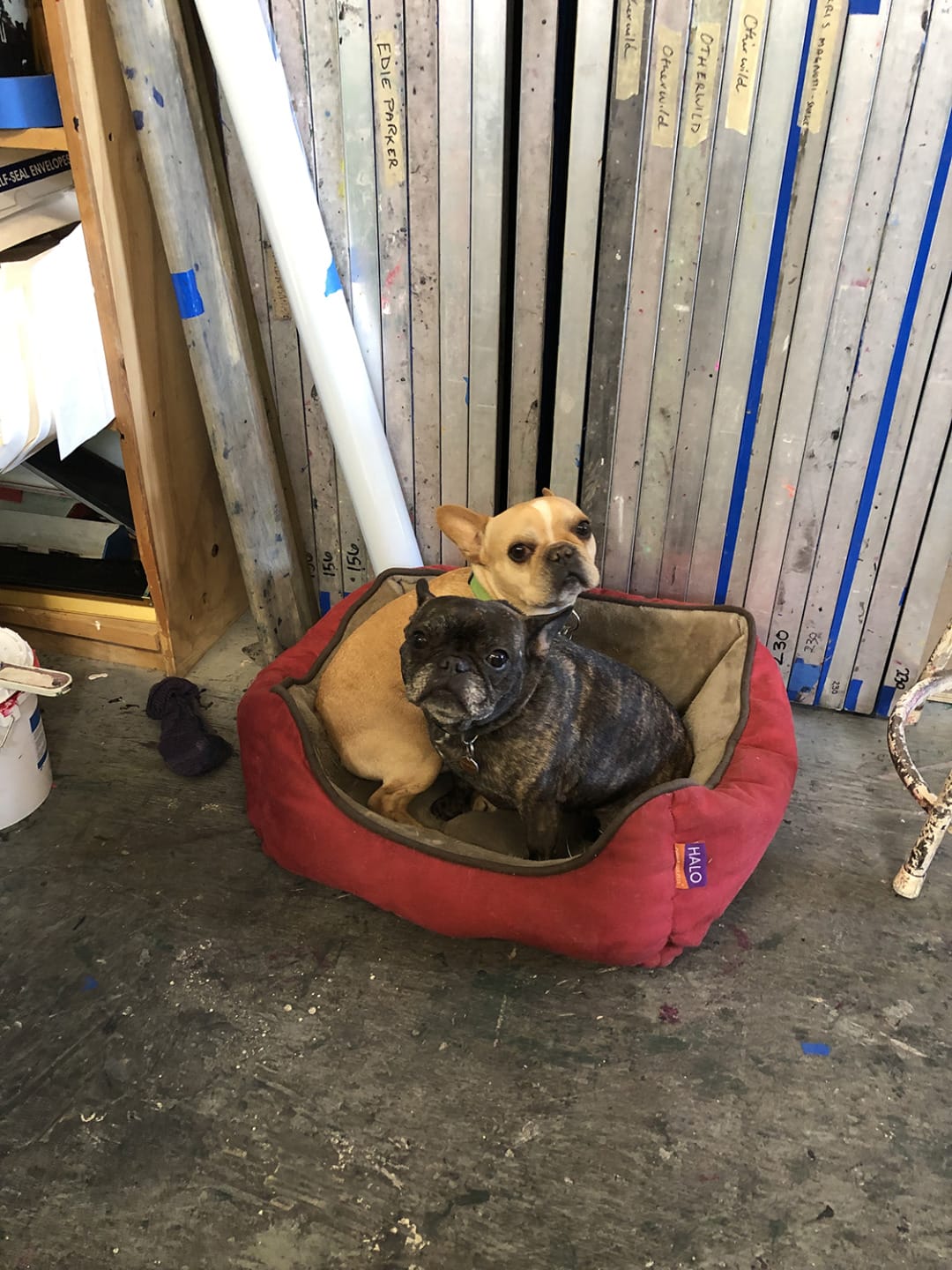 Two French bulldogs sitting together in a red dog bed surrounded by art supplies and canvases.