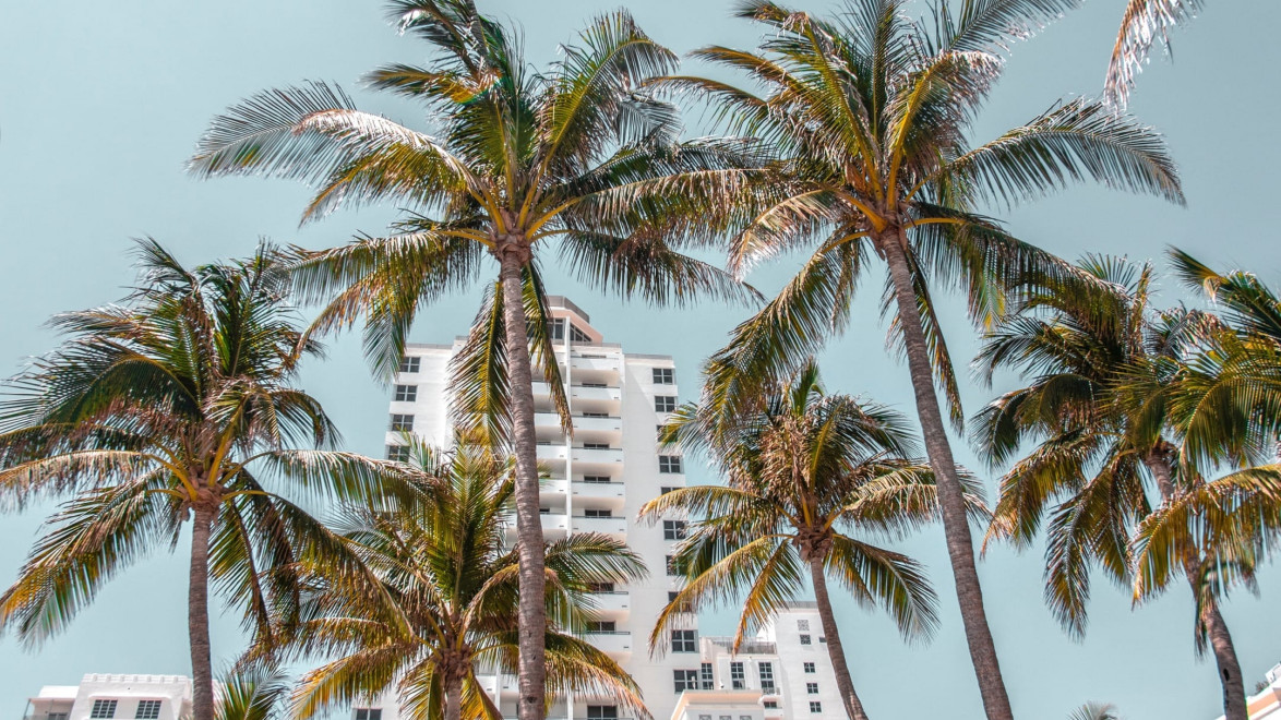 Palm trees in front of a white high-rise building under a clear blue sky.