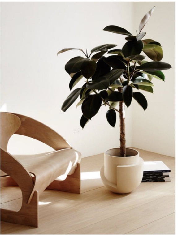 Modern room with wooden chair and potted rubber plant on light wood floor. Natural light enhances minimalist decor.