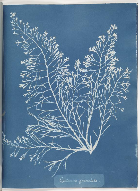 Cyanotype print of seaweed with intricate branching patterns on a blue background, labeled Cystoseira granulata.