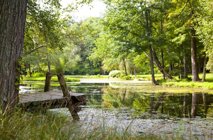 Wooden dock by a tranquil pond surrounded by lush green trees on a sunny day.