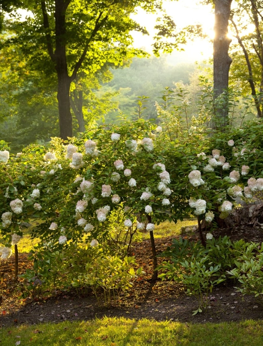 White hydrangeas in a sunlit garden with trees, creating a serene and natural landscape in the morning light.