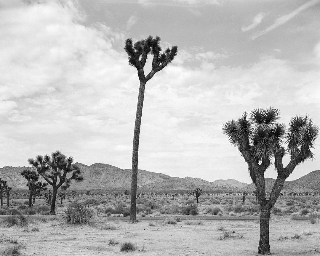Black and white photo of a desert landscape with Joshua trees under a cloudy sky.