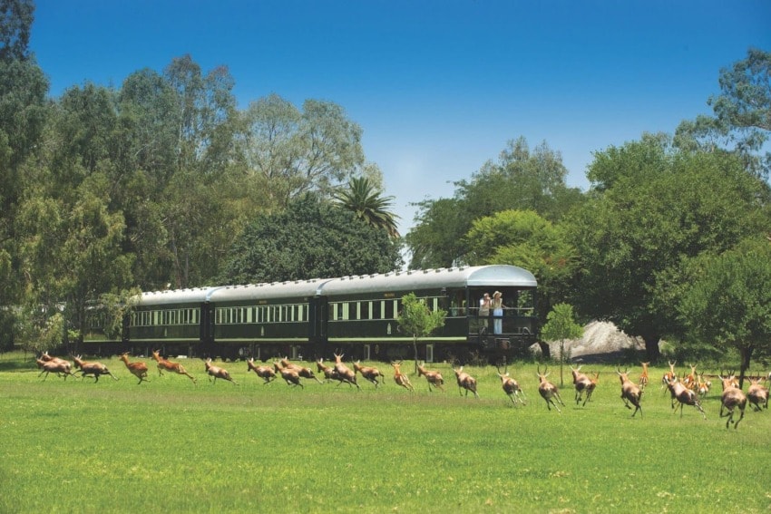 Train traveling through lush greenery with a herd of antelopes running nearby, under a clear blue sky.