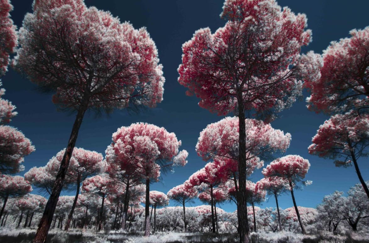 Infrared image of a forest with tall trees and pink foliage against a dark blue sky.