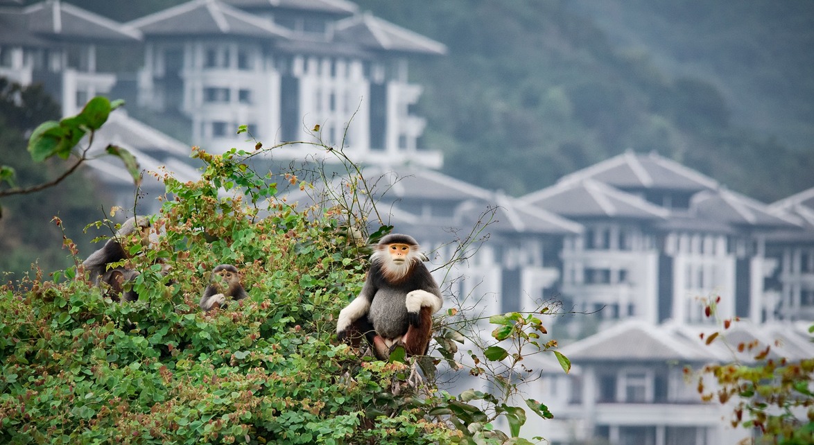 Red-shanked douc langurs sitting on lush greenery with modern buildings in the background.
