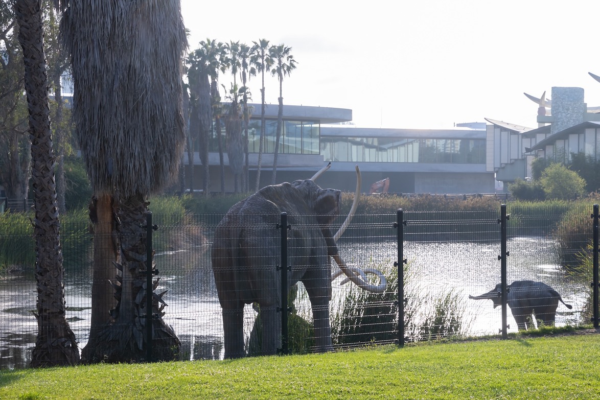 Life-sized mammoth statues by a pond at La Brea Tar Pits, surrounded by palm trees and museum buildings in the background.
