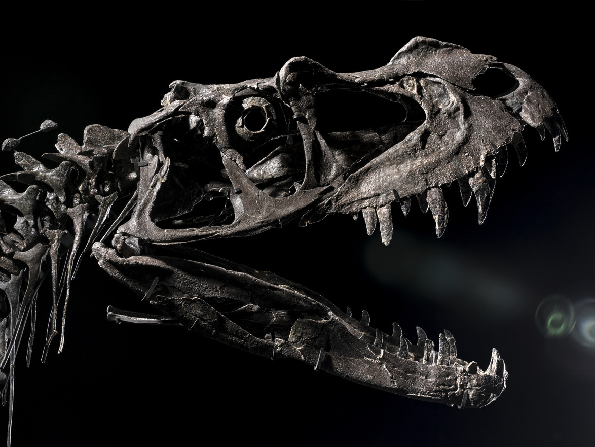 Dinosaur skeleton with open jaws against a dark background displaying sharp teeth and detailed bone structure.