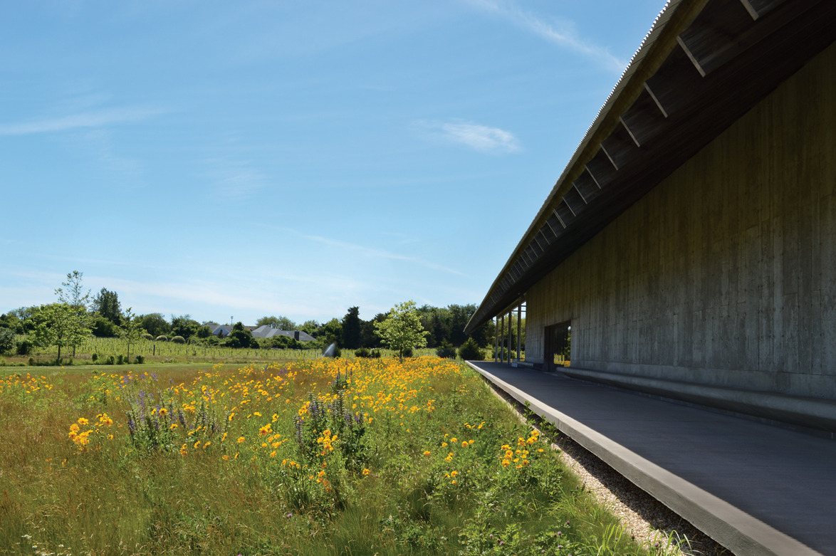 Modern building beside a field of yellow flowers under a clear blue sky.