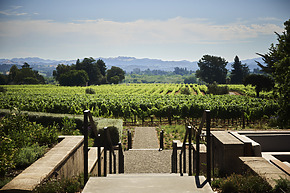 Stairs leading to a lush green vineyard under a clear blue sky with distant mountains in the background.