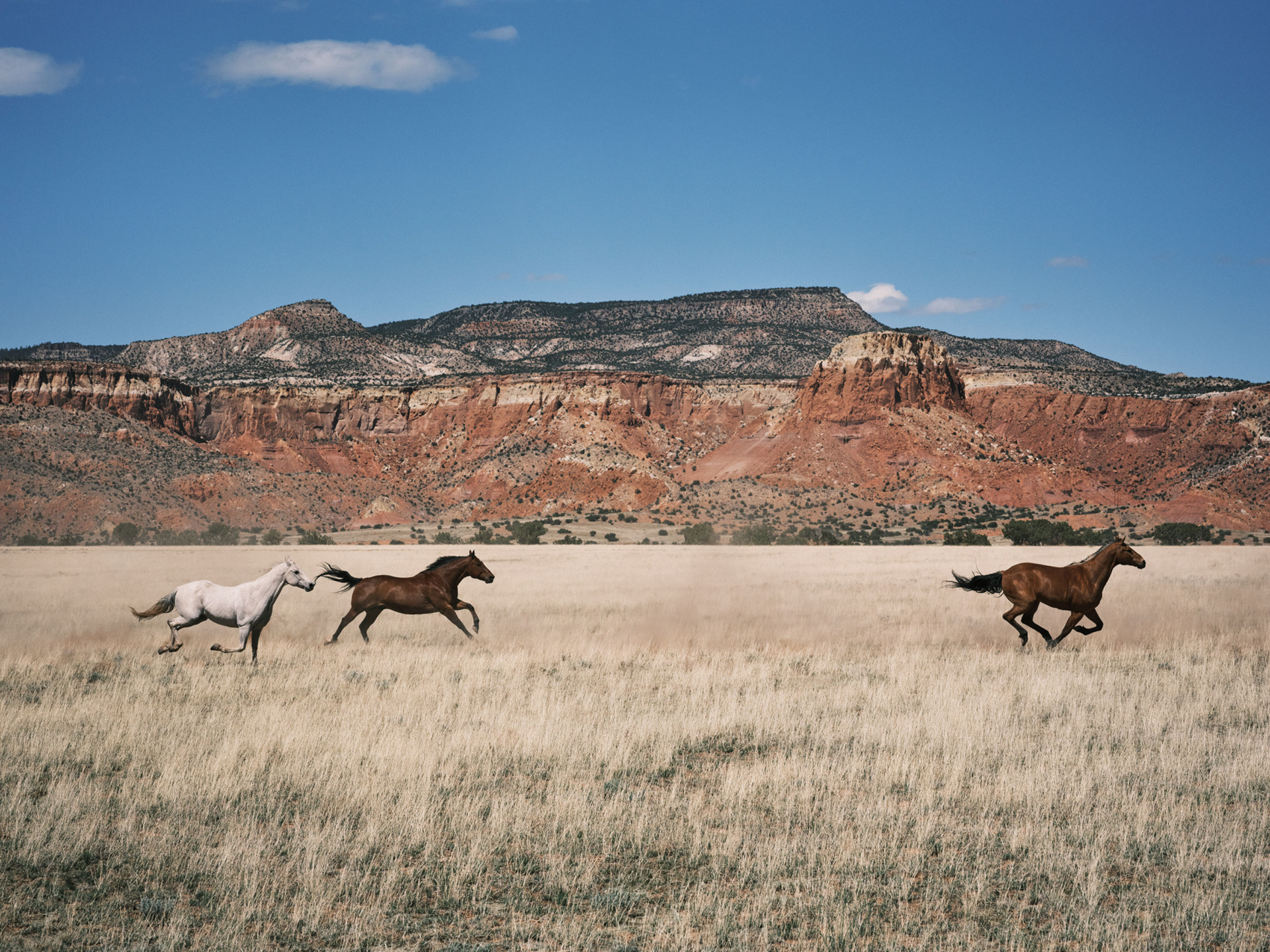 Three horses running across a grassy field with red rock cliffs and a clear blue sky in the background.